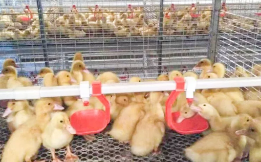 養鴨場老板：熱泵供暖溫度高，費用比燒煤還??！